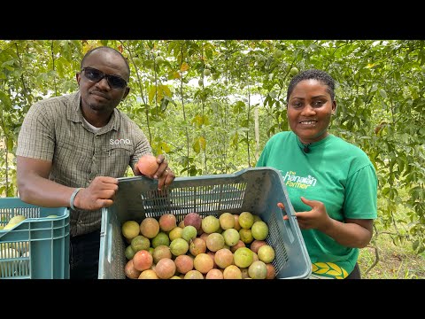FARM TOUR : Inside Ghana's Biggest Passion Fruit Farm Employing 260 People Seated On 50 Hectares