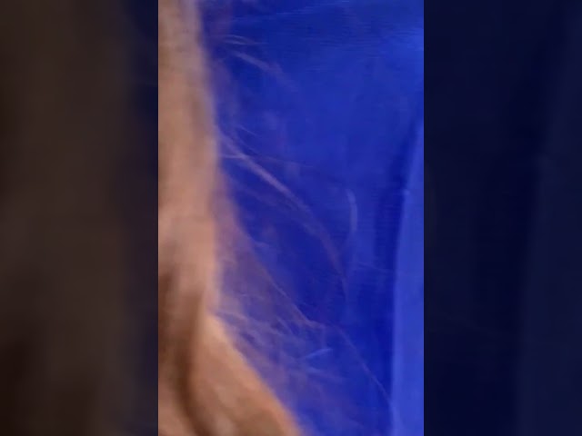 Vídeo relacionado con TigerTie - pañuelo de gasa - verde verde fluorescente monocromo tamaño 160 cm x 36 cm - bufanda