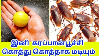 இனி கரப்பான்பூச்சி உங்க வீட்டு பக்கமே வராது/ how to get rid of cockroach in tamil/ cockroach killer