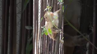 🇨🇴 Travelogue- hello again #cute #monkey #colombia #cartagena #cutiepie #cutie