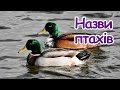 Назви птахів (відео українською мовою для дітей) 