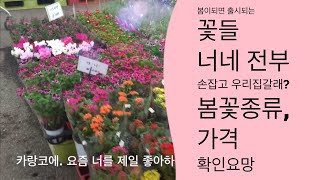 화초키우기 봄꽃시장 구경 | 꽃잘피는 화초