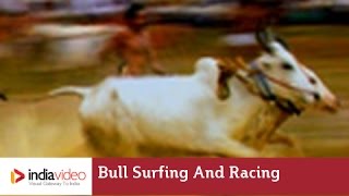 Anandappalli Maramadi - Bull Surfing or Bull Race