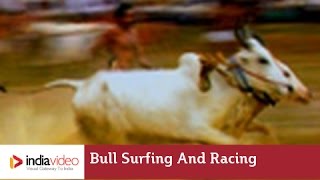 Anandappalli Maramadi - Bull Surfing or Bull Race