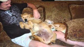 Lynda Carter Lets Stay Together