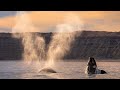 15 Minutes of Relaxing Footage from Planet Earth III | Planet Earth III