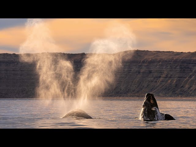 15 Minutes of Relaxing Footage from Planet Earth III | Planet Earth III