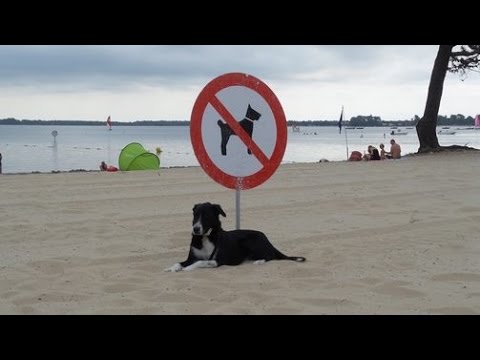 Les tutos de monsieur Fraize - (3) Dresser son chien