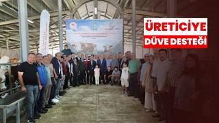 ÜRETİCİYE DÜVE DESTEĞİ: 40 ÜRETİCİYE 80 GEBE DÜVE VERİLDİ