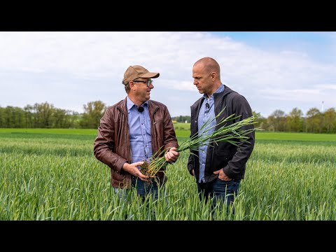 Här odlar de framtidens vete