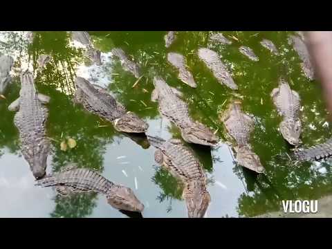 #ZoobicSafari / Scary Crocodile (Ate V Vlogs #10)