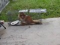 Feral Cat Trapping 