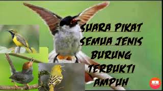 Download lagu Suara pikat semua jenis burung terbukti AMPUH !!! mp3