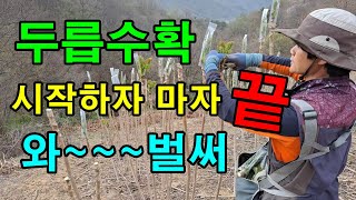 두릅농사 5,000평 벌써 두릅수확 끝났어요. 시작하자마자 끝이라니 아쉽네요
