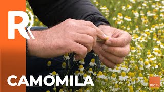 Miniatura do vídeo