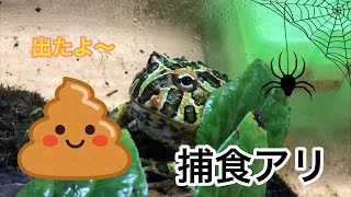 【衝撃】ベルツノガエルがうんこした！　エサやり　観察　クモ　捕食映像　ヴォ二　かわいい　けっこう静かな動画です。閲覧注意？　れいピー