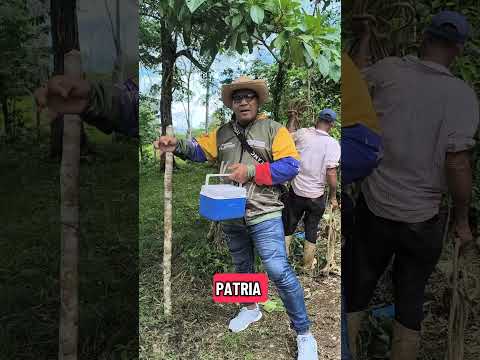 plan de vacunación contra la fiebre aftosa inicia en el municipio Benítez estado Sucre.