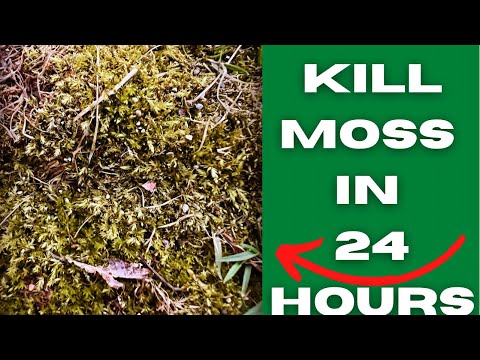YouTube video about: How to get rid of moss in flower beds?