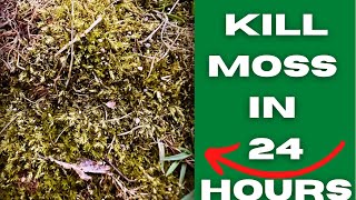 The BEST method to kill moss 😳