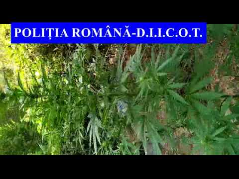 droguri la Candesti, Dambovita