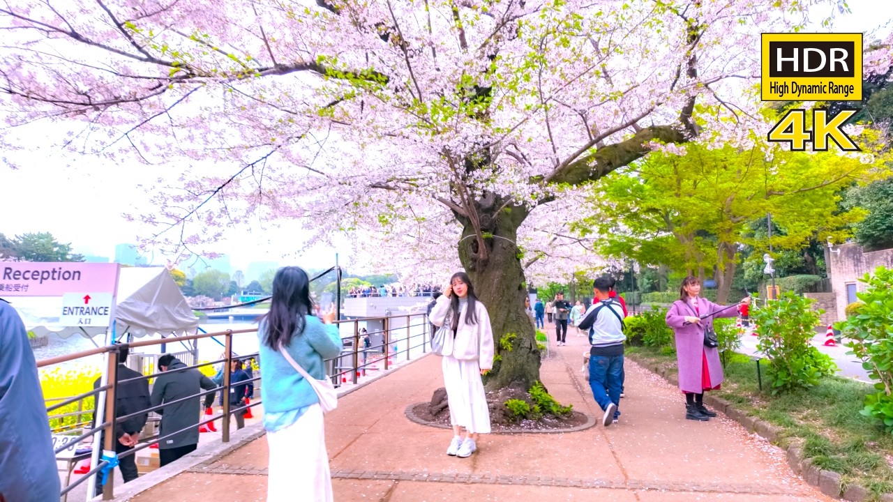 Tokyo Cherry Blossoms 2026 🌸 Sakura Walk in Ueno Park & Chidorigafuchi (4K60 HDR | Immersive Chill)