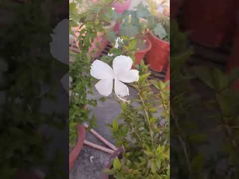 Beautiful flowers 💐🌷|| #gardening #flutemusic #flowers