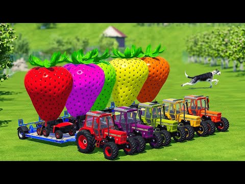 LOAD AND TRANSPORT GIANT STRAWBERRIES WITH POLICE FIAT TRACTORS - Farming Simulator 2022