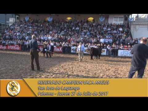 27-07-17 Jura Angus Vaca - Palermo