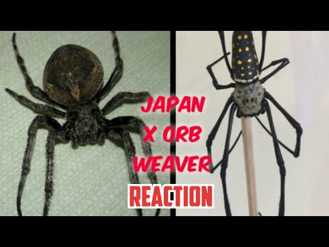Australian Golden orb Weaver X Japan G go all out Reaction Video - Biggest Spider