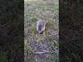 Pet groundhog.