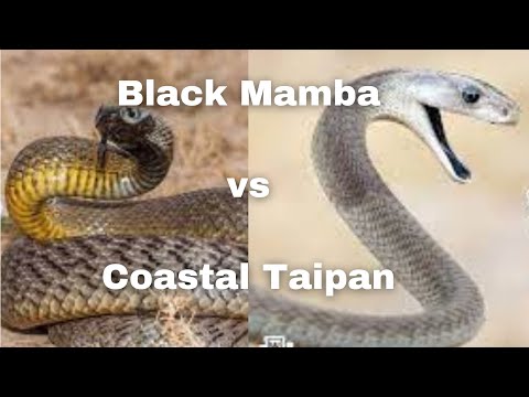 "Battle of the Deadly Snakes: Black Mamba vs Coastal Taipan - Who Will Reign Supreme?"