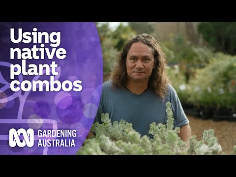 Combining native varieties in your garden design | Australian native plants | Gardening Australia