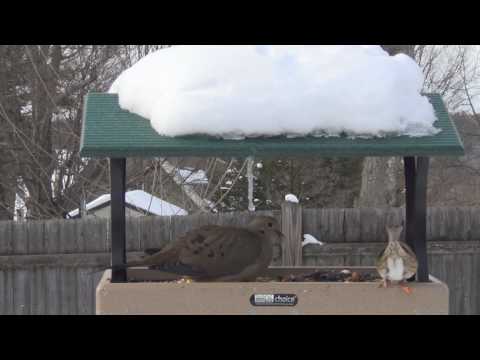 Mourning Dove Hogging the Bird Feeder