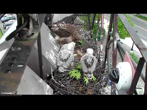 Red-tailed Hawk Attempts To Self-Feed Before Big Red Arrives – May 24, 2019