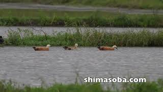 アカツクシガモ3羽、ヘラサギ(動画あり)