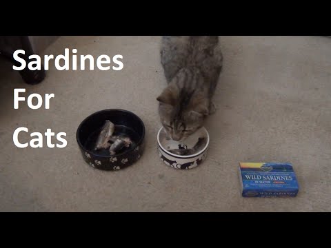Sardines for my cats