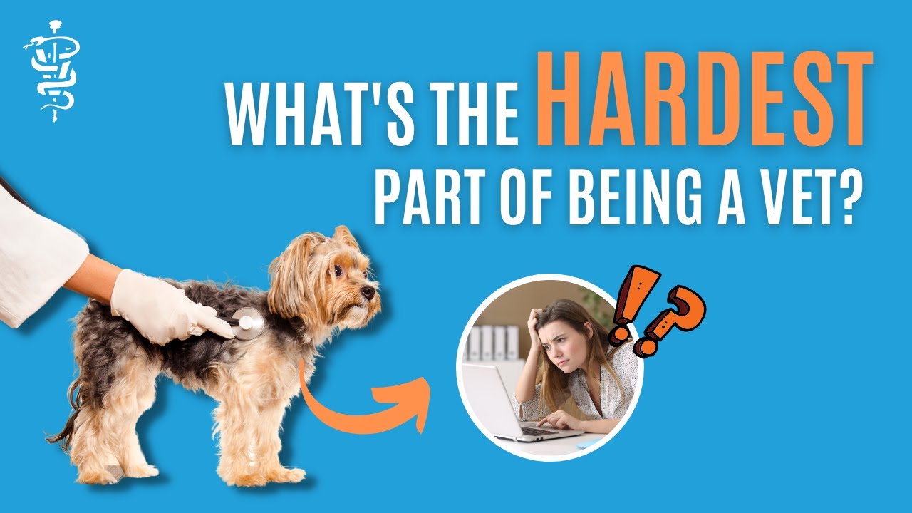 The 3 Hardest Parts Of Being A Vet