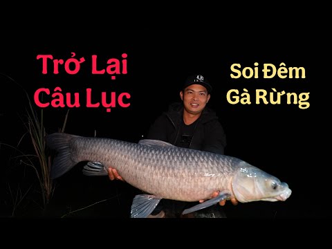 Returning to the Six-Pointed Star - Shining at Night and Catching a Flock of Domestic Chickens Sl...