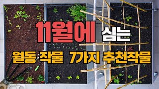 추운 겨울을 이겨낸 작물은 맛이 다릅니다!!텃밭의 선물 키우기