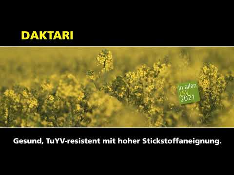 RAPOOL: DAKTARI - Stark wie ein Löwe (Neu)