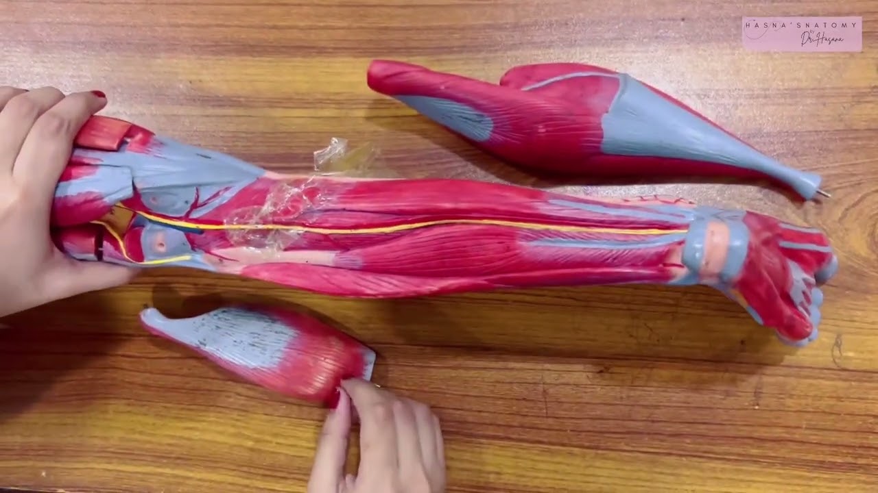Leg Ospe Model 3D | Anatomy of leg muscles nerves vessels #anatomy