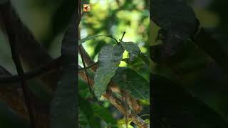Palm Squirrel Sounds (Sri Lanka Palm Squirrel)