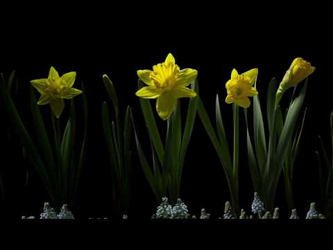 Play YouTube Video