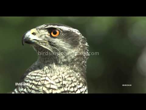 Goshawk CU On Head HD (REAL TIME) - 7 Shots