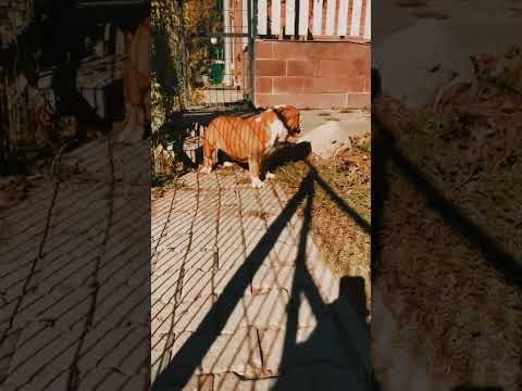 Bulldogge Welpe kaufen