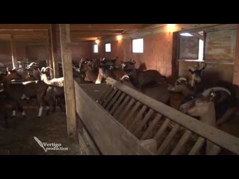 Farma koza u selu Americ   U nasem ataru 567
