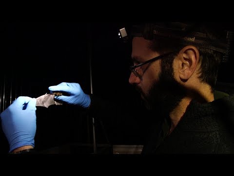 Better bat habitat | This American Land