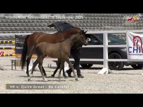 KN 1 - Hengst v. Quite Great / Be Careful