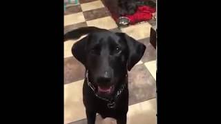 Diabetic Alert Dog Alerts to Low Blood Sugar