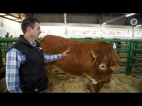 Fotograma del vídeo: La raza Limusina, una vaca cada vez más presente en todo el país